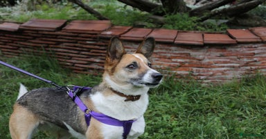 Mixed Breed dogs  ❤️🐶Lanie 4-year-old girl with golden heart❤️🐶 - Advert 7