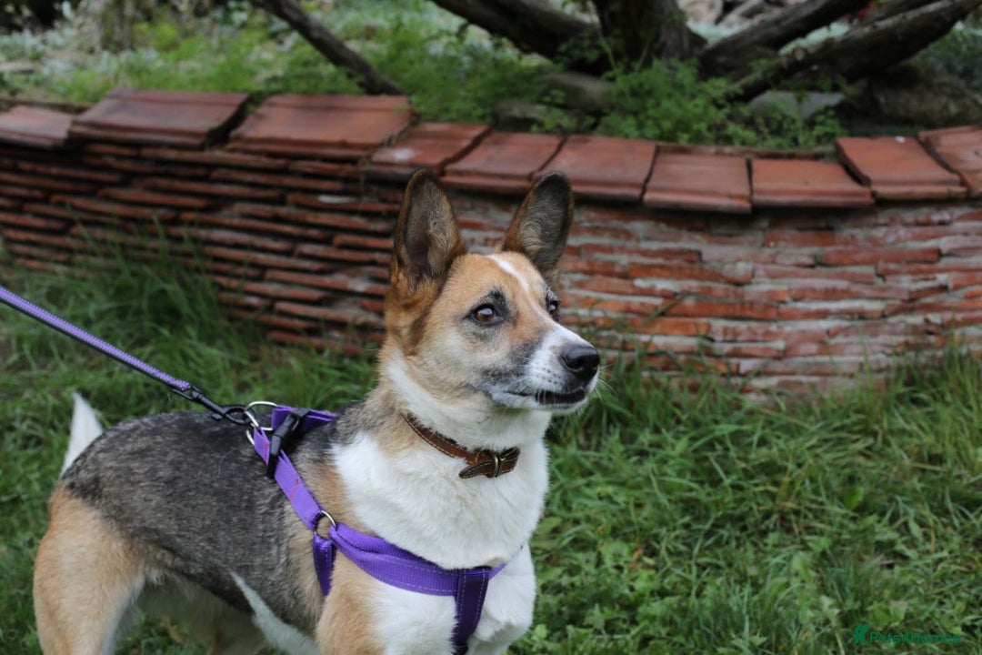 Mixed Breed dogs for adoption:  ❤️🐶Lanie 4-year-old girl with golden heart❤️🐶 - Advert 2