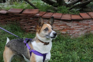 Mixed Breed dogs ❤️🐶Lanie 4-year-old girl with golden heart❤️🐶 - Advert 9