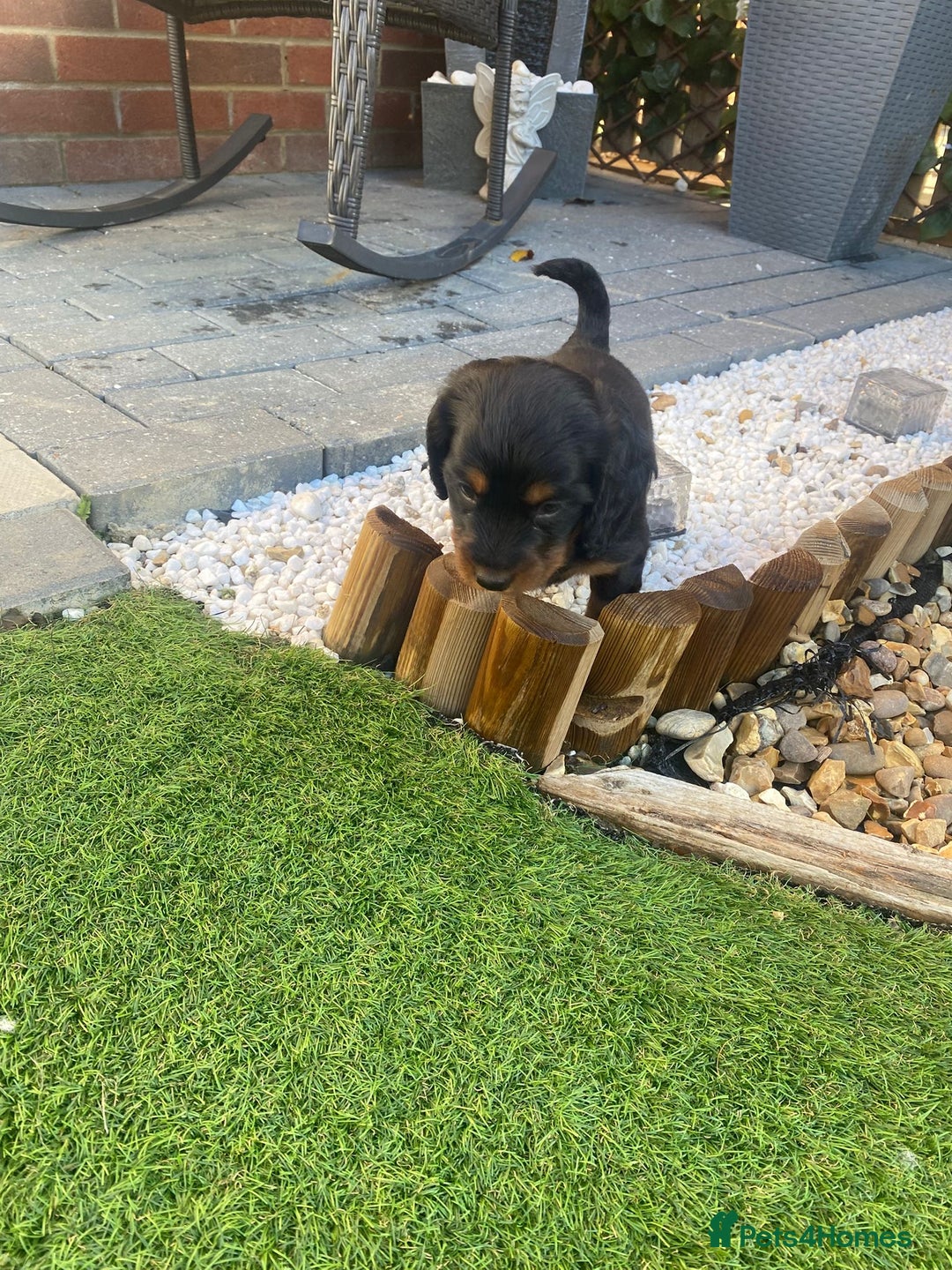 Mixed Breed dogs for sale: Daxipoo puppies - Image 11
