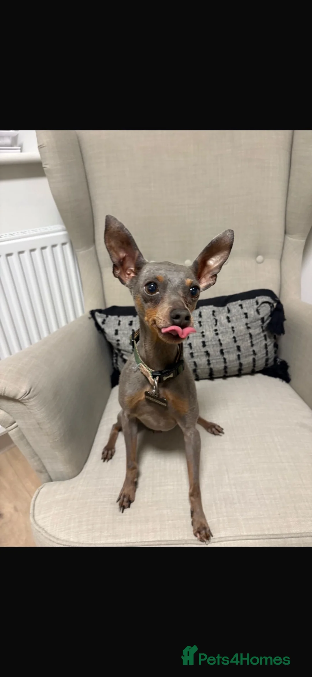 Miniature Pinscher dogs for sale: Adult male Min Pin (entire) - Advert 2