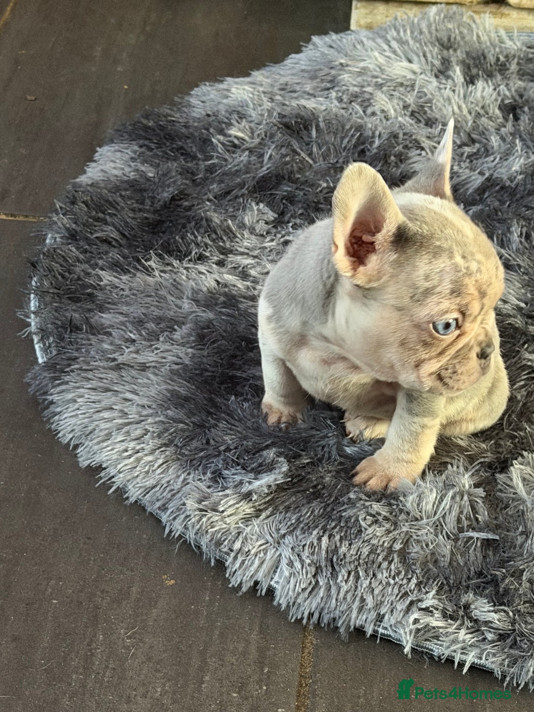 French Bulldog dogs for sale: Merle French bulldog puppy  - Advert 3