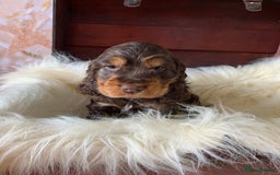 Cocker Spaniel dogs for sale: 5* LICENSED KC SHOW H/TESTED PUPPIES  - Image 7