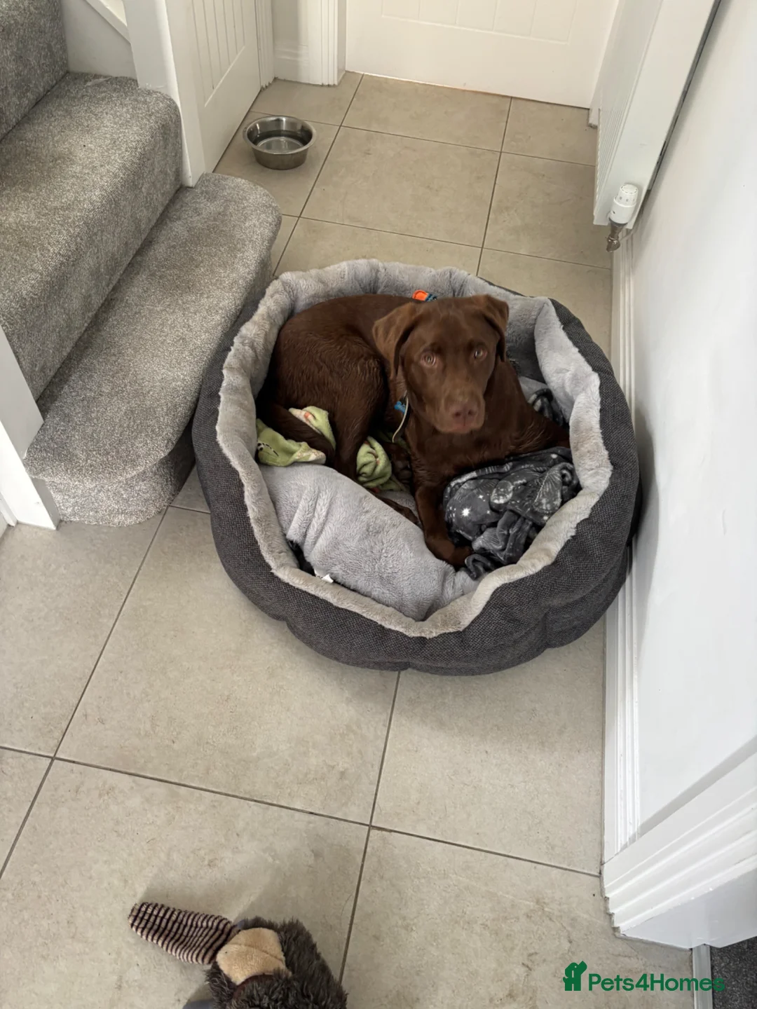 Labrador Retriever dogs for sale: chocolate Labrador  - Advert 9