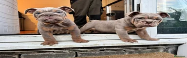 English Bulldog Puppy 9