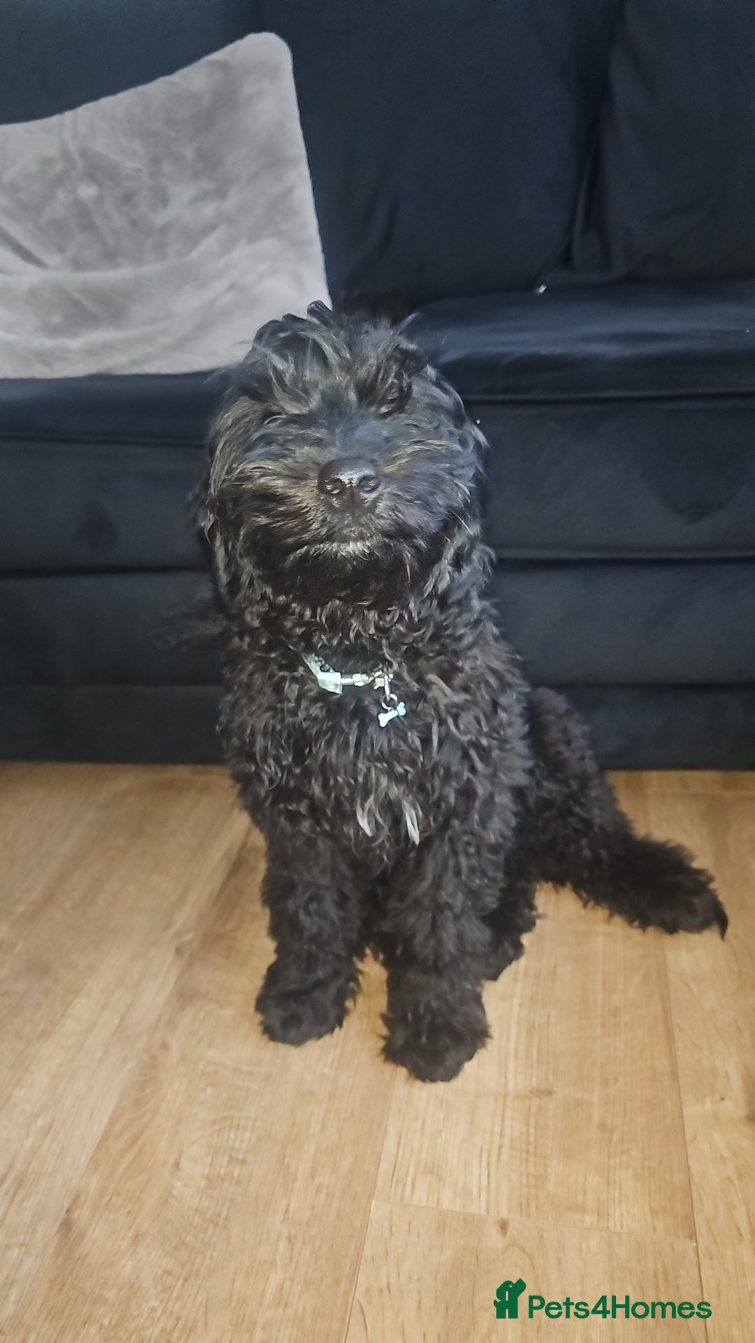 Cockapoo dogs for sale: 4 month old male cockapoo  - Advert 3