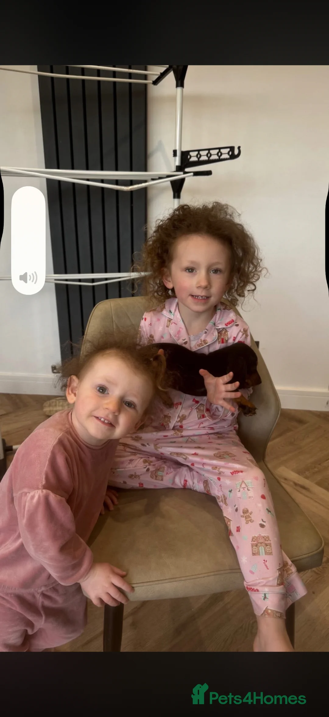 Miniature Dachshund dogs for sale: KC registered miniature smooth hair dachshund  in Carnforth - Advert 3