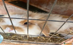 English Lop rabbits for sale: 2 male rabbits and H hutch for sale - Image 3