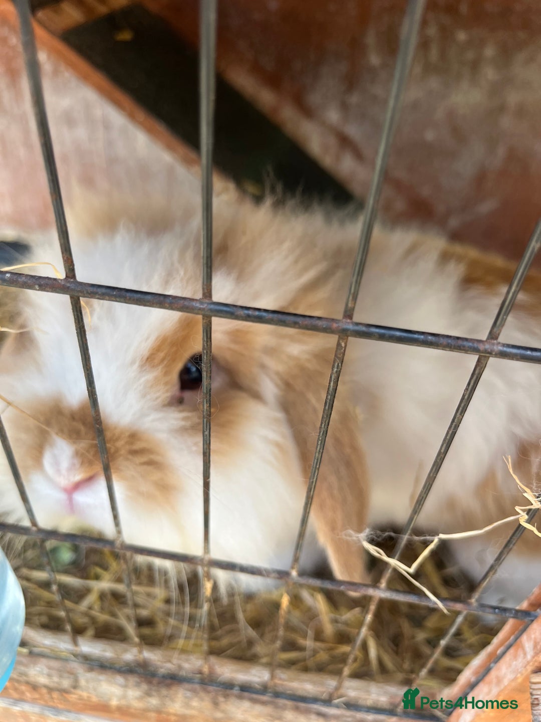 English Lop rabbits for sale: 2 male rabbits and H hutch for sale - Image 3