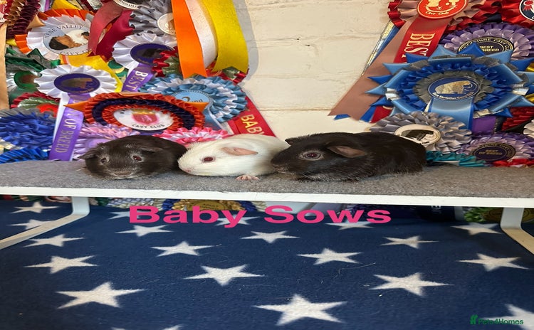 Guinea Pig rodents - Advert 11