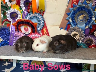 Guinea Pig rodents - Advert 21