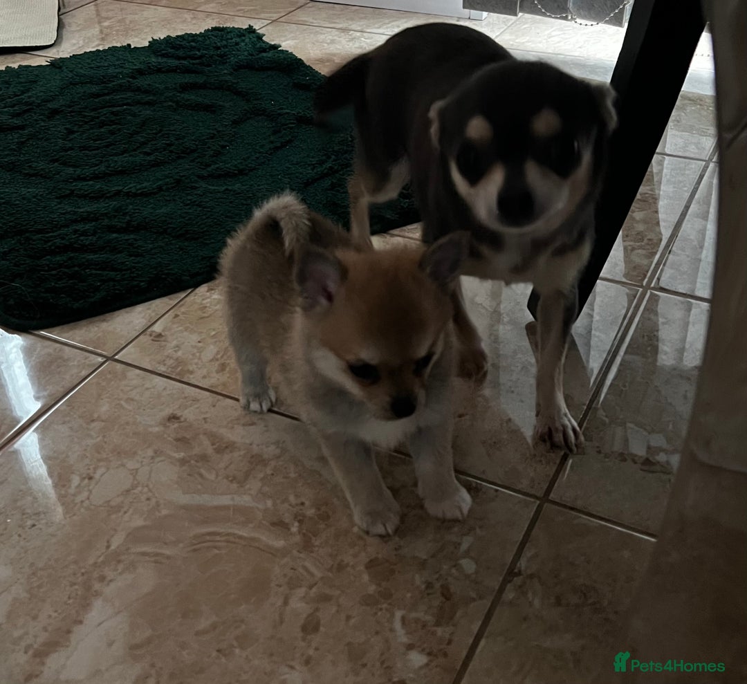Pomchi dogs for sale: Pomchil  - Advert 1