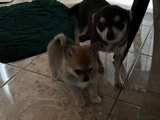 Pomchi dogs Pomchil - Advert 1