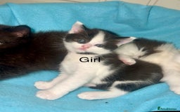 Ragdoll cats for sale: (2 GIRLS LEFT) 3 BiColour Ragdoll Ready in 3Weeks - Image 3