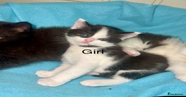 Ragdoll cats - Advert 3