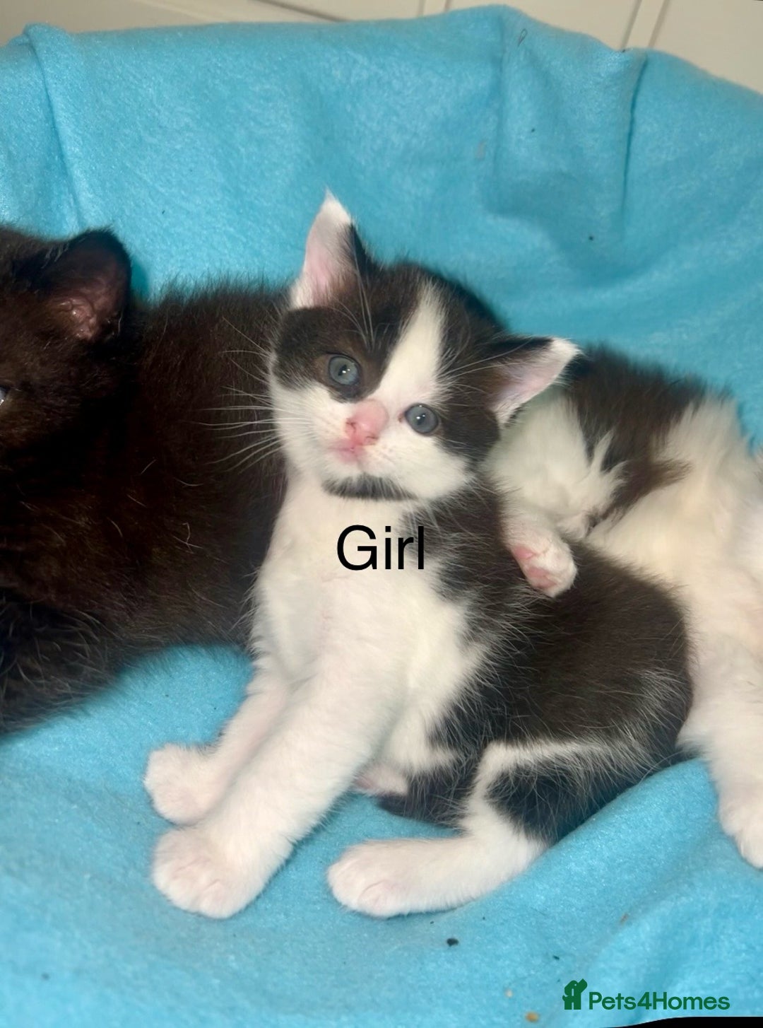 Ragdoll cats for sale: (2 GIRLS LEFT) 3 BiColour Ragdoll Ready in 3Weeks - Image 3