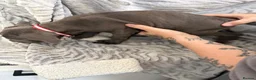 Cane Corso dogs for sale: Cane corso puppies - Advert 5