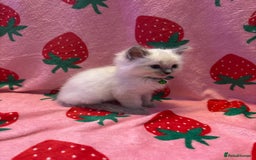 Ragdoll cats for sale: GCCF ACTIVE Registered Ragdoll Kittens  - Image 8