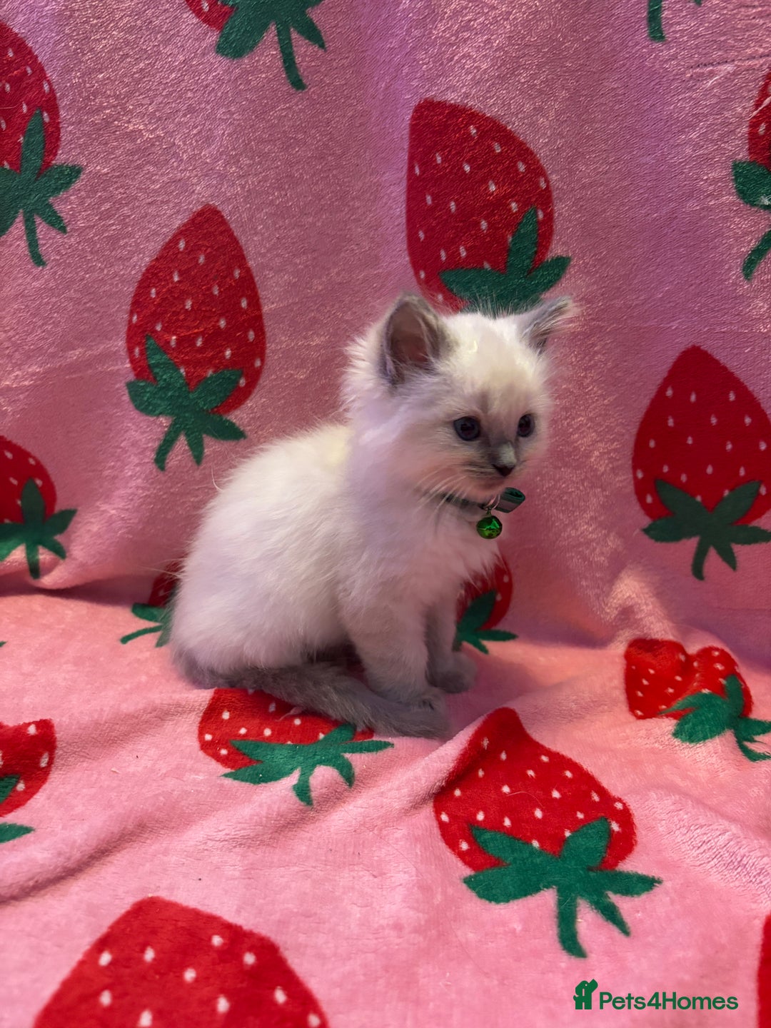 Ragdoll cats for sale: GCCF ACTIVE Registered Ragdoll Kittens  - Image 8