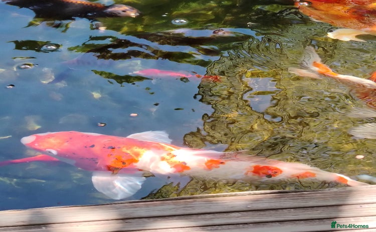Koi Carp fish - Advert 2