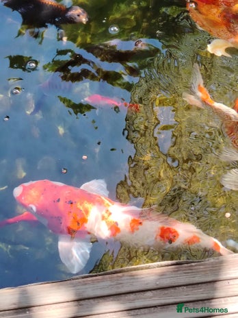 Koi Carp fish - Advert 9