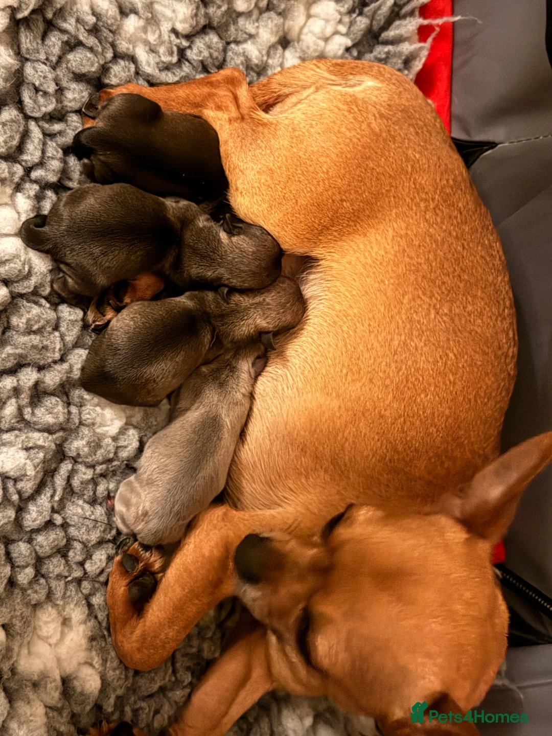 Chihuahua dogs for sale: Chuiahahaha puppies - Advert 1