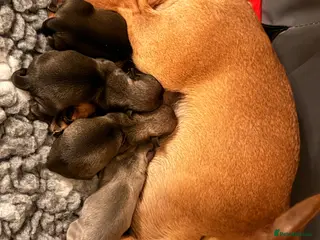 Chihuahua dogs Chuiahahaha puppies - Advert 1