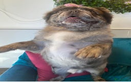French Bulldog dogs for stud: STUD - Full Fluffy Visual Merle £380 All Included  in Liverpool - Image 5