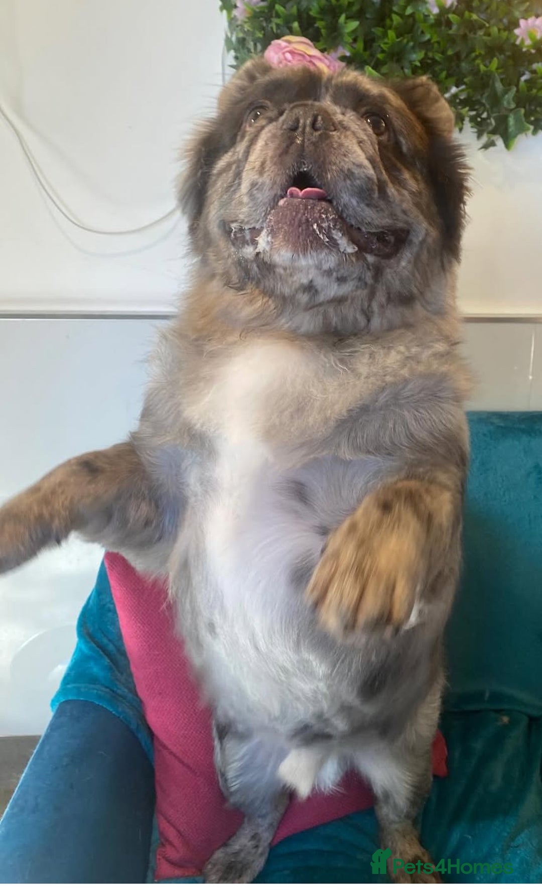 French Bulldog dogs for stud: STUD - Full Fluffy Visual Merle £380 All Included  in Liverpool - Image 5