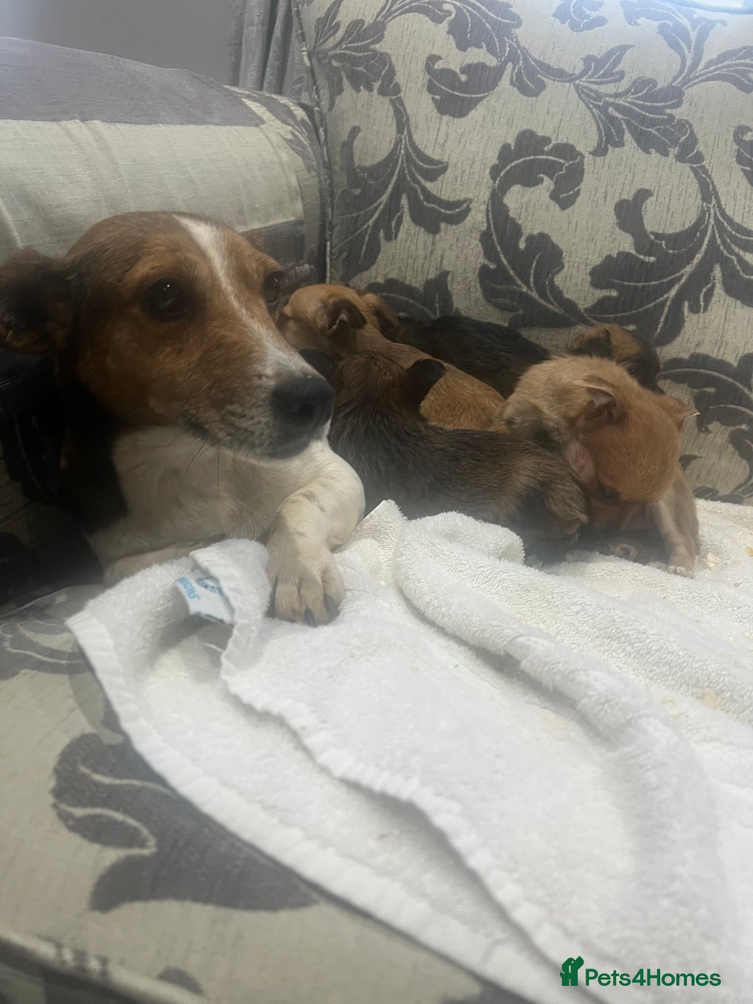 Jack Chi dogs for sale: Adorable Chihuahua x jack Russell  - Advert 1