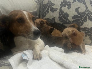 Jack Chi dogs Adorable Chihuahua x jack Russell - Advert 3