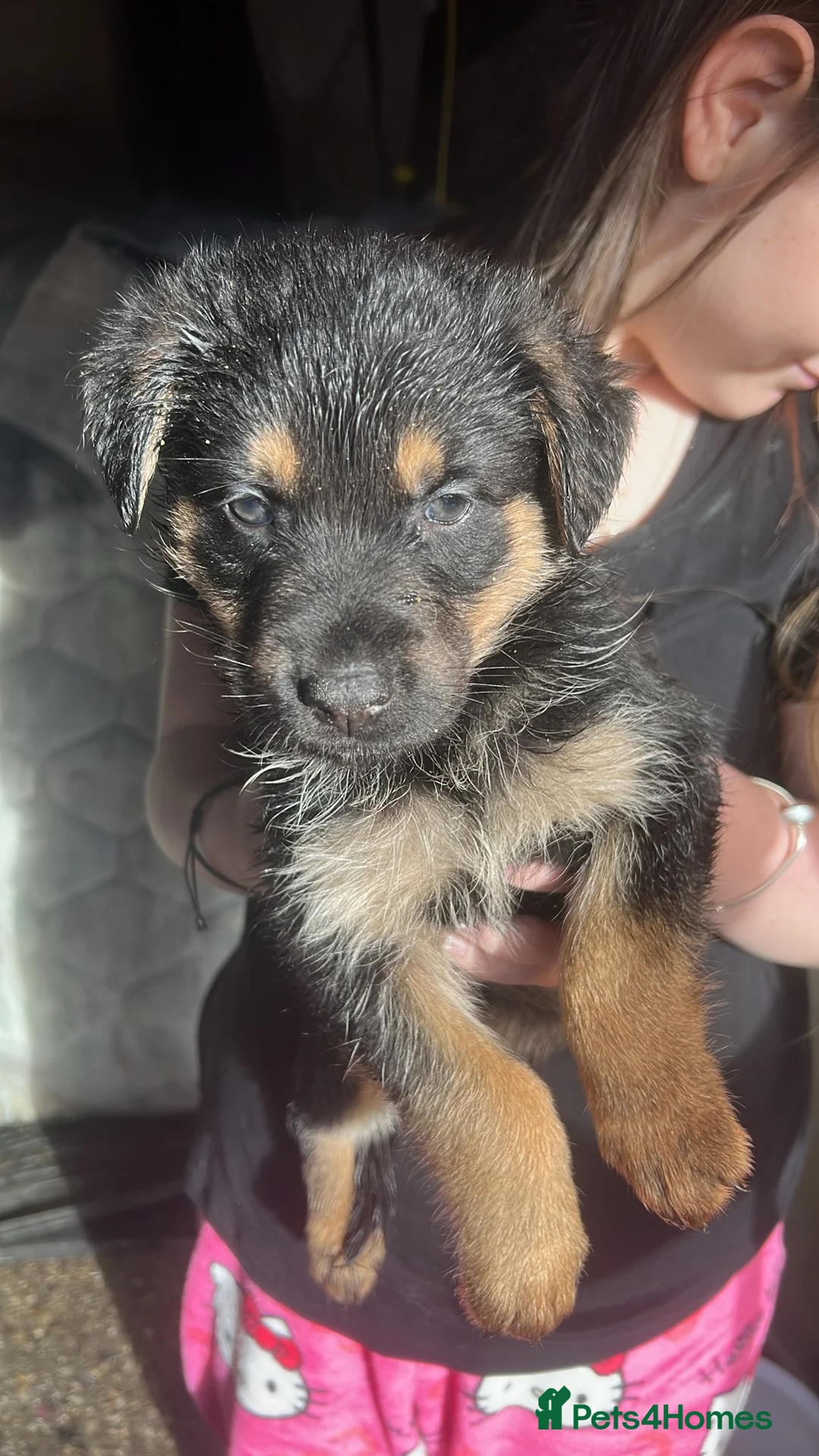Mixed Breed dogs for sale: Rottweilers /German shepherd  - Advert 8
