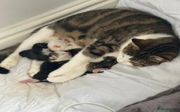 British Shorthair cats for sale: mixed tabby, black and white kittens  - Image 18