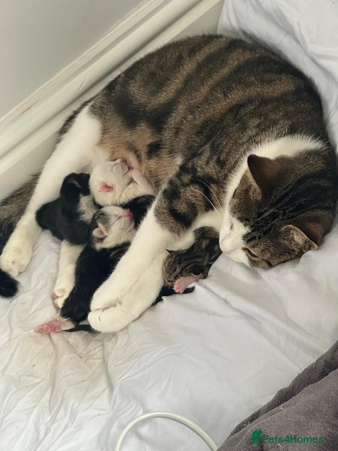 British Shorthair cats for sale: mixed tabby, black and white kittens  - Image 18