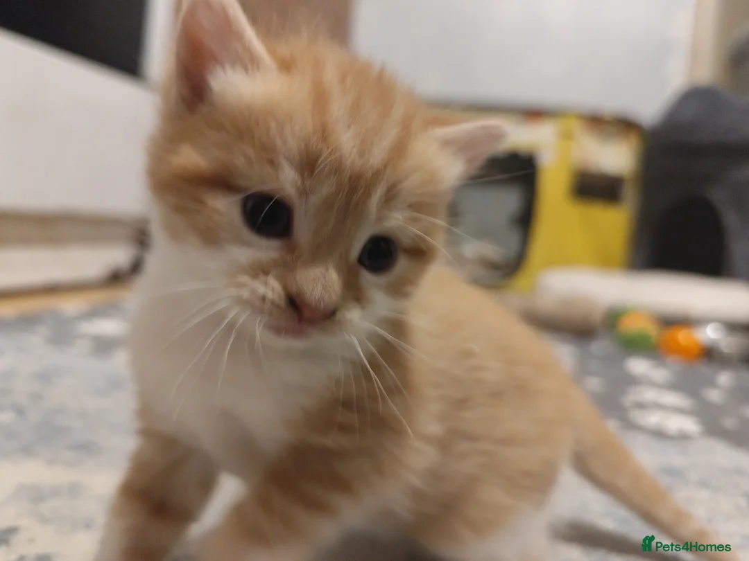 Domestic Shorthair cats for sale: ⭐ Adorable kittens Looking for Loving Home ⭐  in Newport - Advert 2
