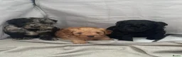 Cockapoo dogs for sale: Beautiful F2B miniature Cockapoos - Black - Advert 8