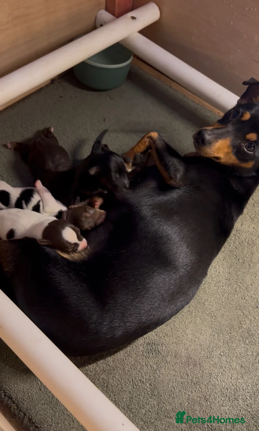 Jack Russell dogs for sale: Jack Russel smooth coat short leg - Advert 7