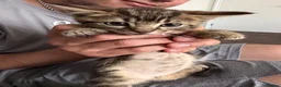Domestic Shorthair cats for sale: 1 male 2 female kittens ready to go home - Advert 14