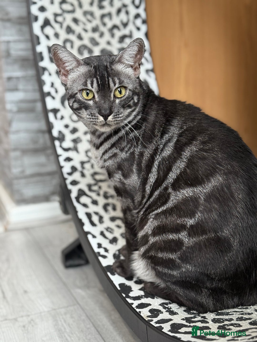 Bengal cats for sale: TICA Registered Silver Bengal Pair - Image 9