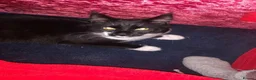 Maine Coon cats for sale: Little Girl kitten  - Advert 4