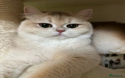 British Longhair cats for sale: GCCF reg BLH Chocolate Golden Blue/Green/Odd Eyes - Image 31