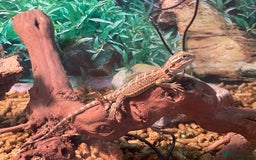 Bearded Dragon reptiles for sale: Baby red morph bearded dragons  - Image 2