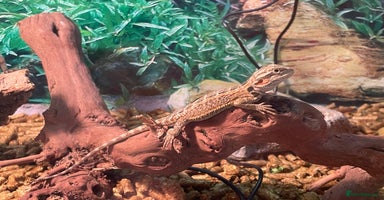 Bearded Dragon reptiles - Advert 16