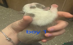 Boston Terrier dogs for sale: Beautiful Blue Bostons  - Image 8