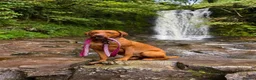 Labrador Retriever dogs for sale: Stunning litter of Fox Red Labrador Retrievers  - Advert 8