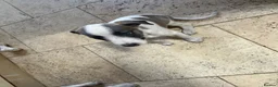 Whippet dogs for sale: Working/show/race/family whippet puppies  - Advert 4