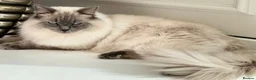 Ragdoll cats for sale: 🏆GCCF REG. EXTENSIVELY TESTED RAGDOLL KITTENS 🌟 - Advert 7