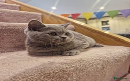 British Shorthair cats for sale: One kitten left British Blue Boy - Image 8
