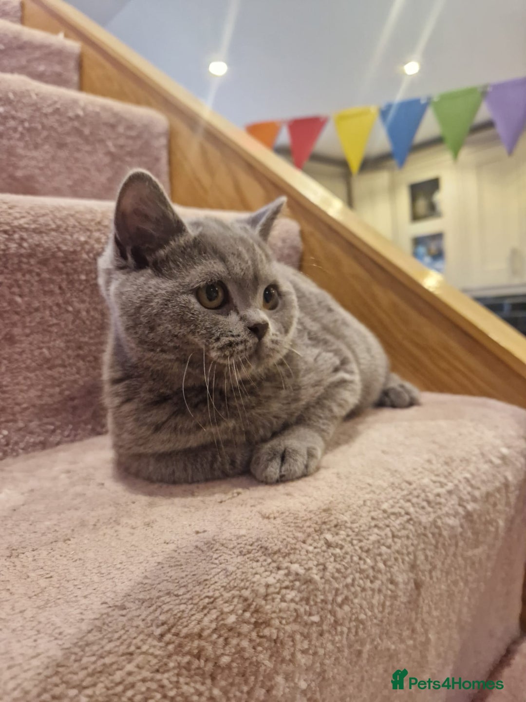 British Shorthair cats for sale: One kitten left British Blue Boy - Image 8
