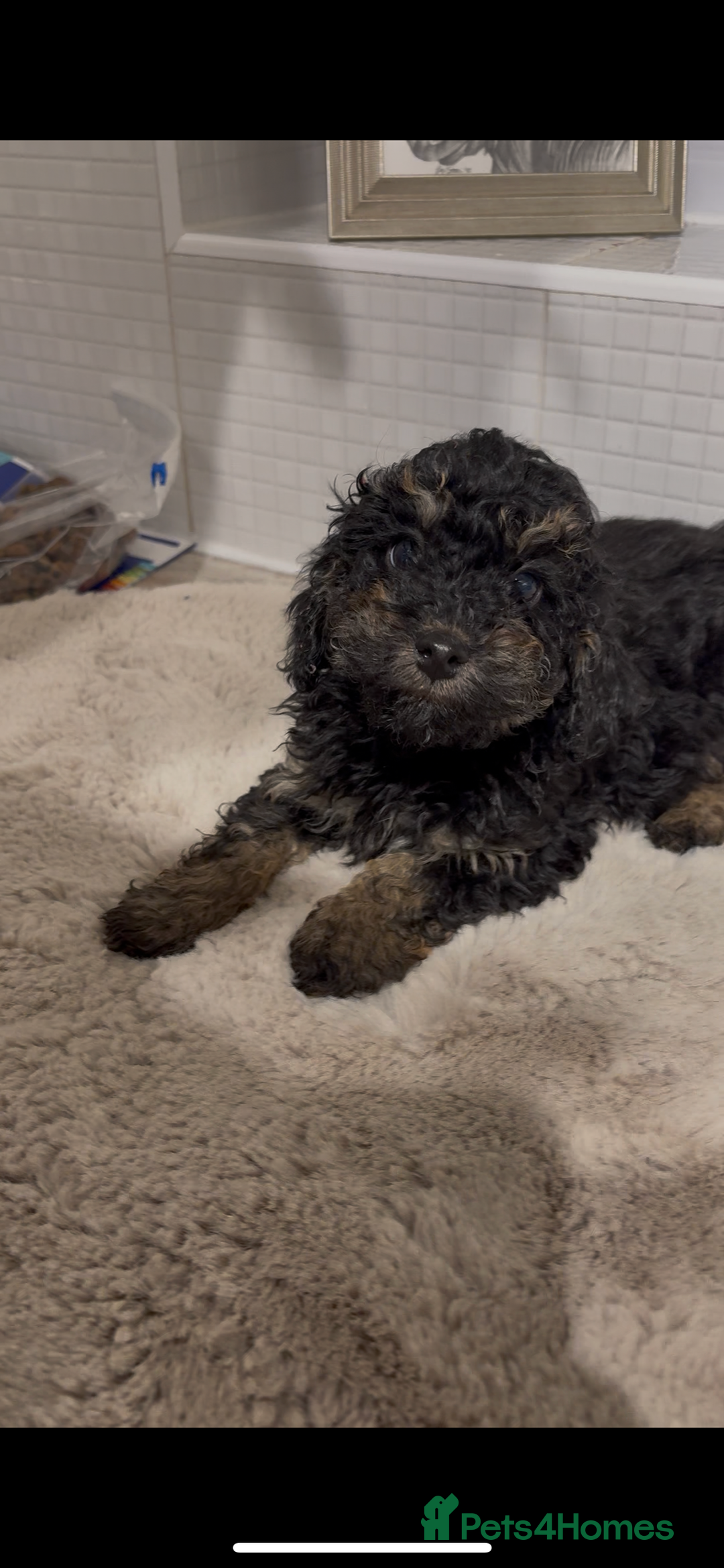 Toy Poodle dogs for sale: KC Show Toy Poodles for sale  - Advert 2